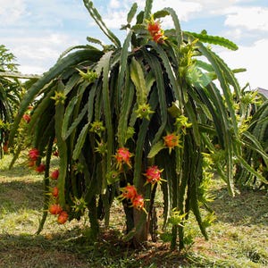 May include: A dragon fruit plant with green stems and red fruit growing on it. The plant is in a field with other dragon fruit plants.