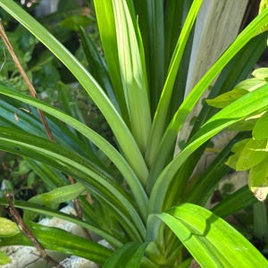 May include: Close-up of a vibrant green pandan plant with long, slender leaves. The leaves have a striped pattern and are radiating from a central point. The plant is surrounded by other greenery, with sunlight illuminating the leaves.