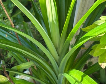 1 Live Pandan tree With Roots 6-8 Inch (lá Dứa) no pot