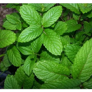May include: Close-up of fresh, vibrant green mint leaves. The leaves have a textured surface with visible veins and are arranged in clusters. The image showcases the natural beauty and detail of the plant, highlighting its bright green color and healthy appearance.