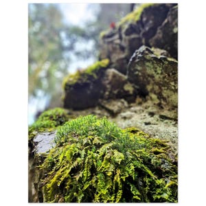 Serene Greenery Poster | Nahaufnahme von Farnen & Moos auf Felsvorsprung | Natur Wandkunst