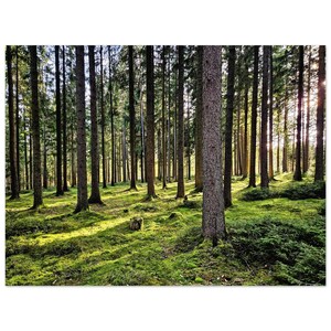 Poster "Serene Pine Forest" - Arte del pavimento muschioso illuminato dal sole - Decorazione murale perfetta