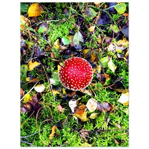 Zauberhafter Roter Pilz Poster - Atemberaubende Waldboden Fotografie - Perfektes Geschenk für Naturliebhaber