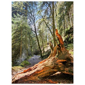 Gefallener Baumstamm Poster - Serene Kiefernwald Wandkunst - Natur Fotografie Druck
