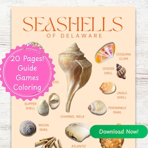 May include: A poster titled "Seashells of Delaware" features illustrations of various seashells, including a Channel Welk and Atlantic Surf Clam. The poster includes the text "20 Pages! Guide Games Coloring" and a "Download Now!" button.