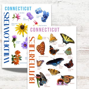 CT Butterfly Guide and Wildflower Guide for Kids- Connecticut Nature Log Journal, Games, Coloring, Printable PDF, Kids Outdoor Learning