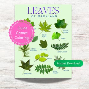 Könnte beinhalten: Ein Poster mit dem Titel "Leaves of Maryland" auf hellgrünem Hintergrund, das Illustrationen verschiedener Blattformen zeigt. Das Poster enthält den Text "Guide Games Coloring" und "Instant Download!"