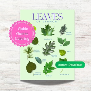 Leaves of VT for Kids. ID Chart, Drawing pages, Fun Facts, Coloring, Games. Outdoor Fun!  Learn about Trees of Vermont! (Printable PDF)