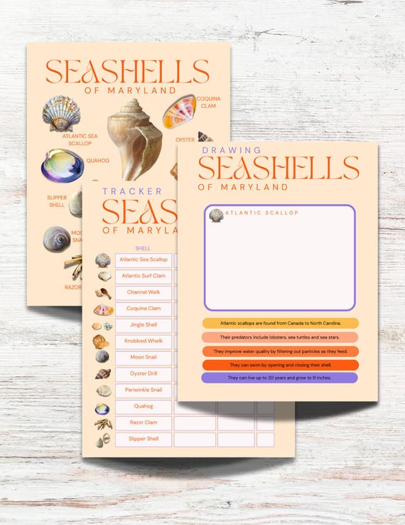 Maryland Seashell Guide for Kids - Shells of MD. ID Chart, Fun