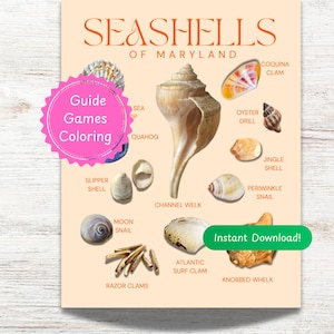 Puede incluir: Un póster con varias conchas marinas de Maryland, incluyendo un Channel Welk y una Almeja de Surf Atlántica. El póster tiene el texto "Seashells of Maryland" en naranja. Un círculo rosa con "Guía, Juegos, Colorear" está a la izquierda. Un botón verde dice "¡Descarga instantánea!"