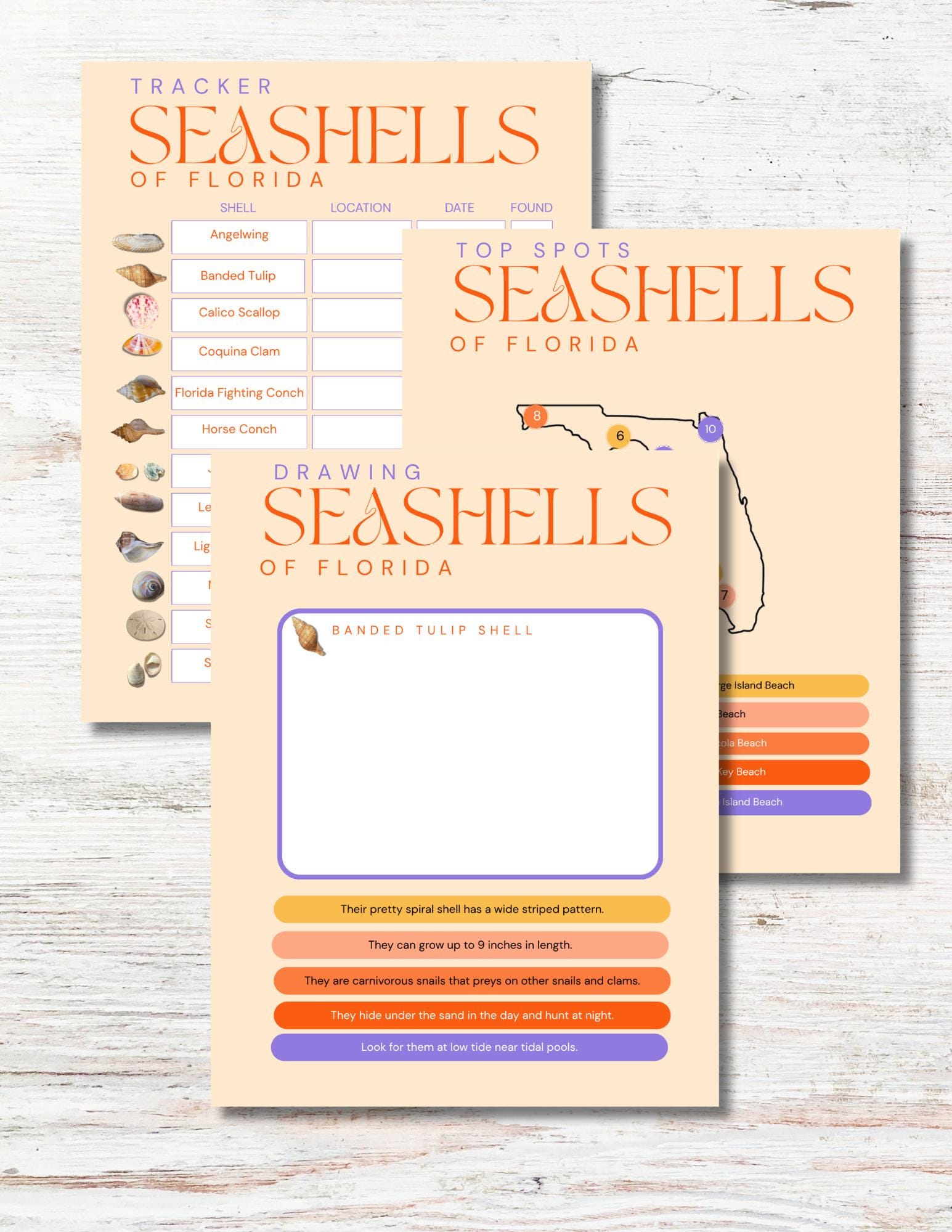 Florida Seashell Guide for Kids, ID Chart, Checklist, Coloring, and ...