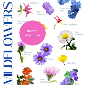 RI wilde bloemen veldgids voor kinderen, natuurjournaal, identificeren, loggen, tekenen, kleuren Rhode Island wilde bloemen, buiten leren, activiteit