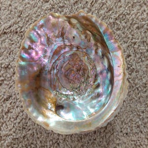 LARGE Footed Red Abalone Shell, Vintage 1950 der natürlichen Muschel 6,25 Zoll