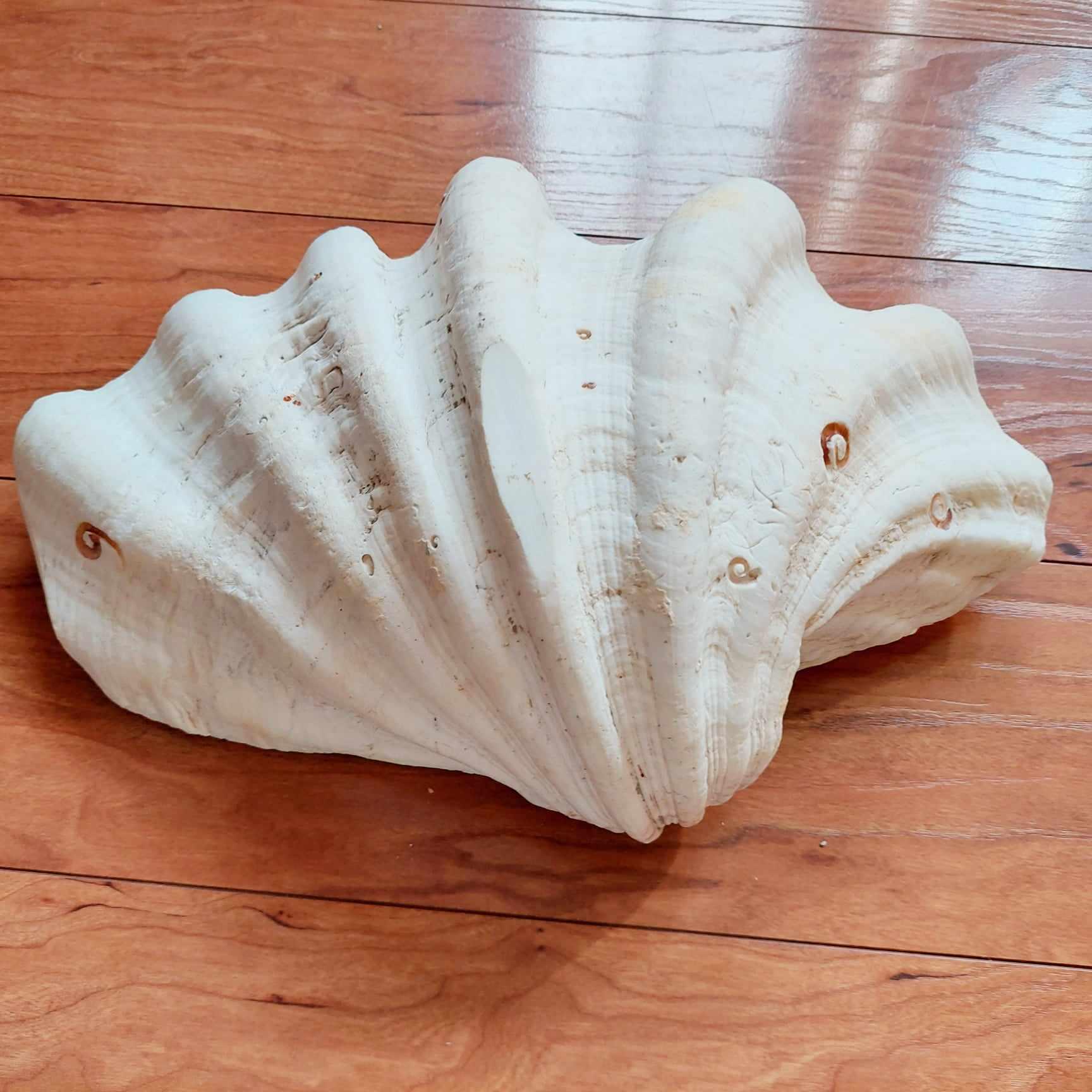Bear claw clam shell - Etsy 日本