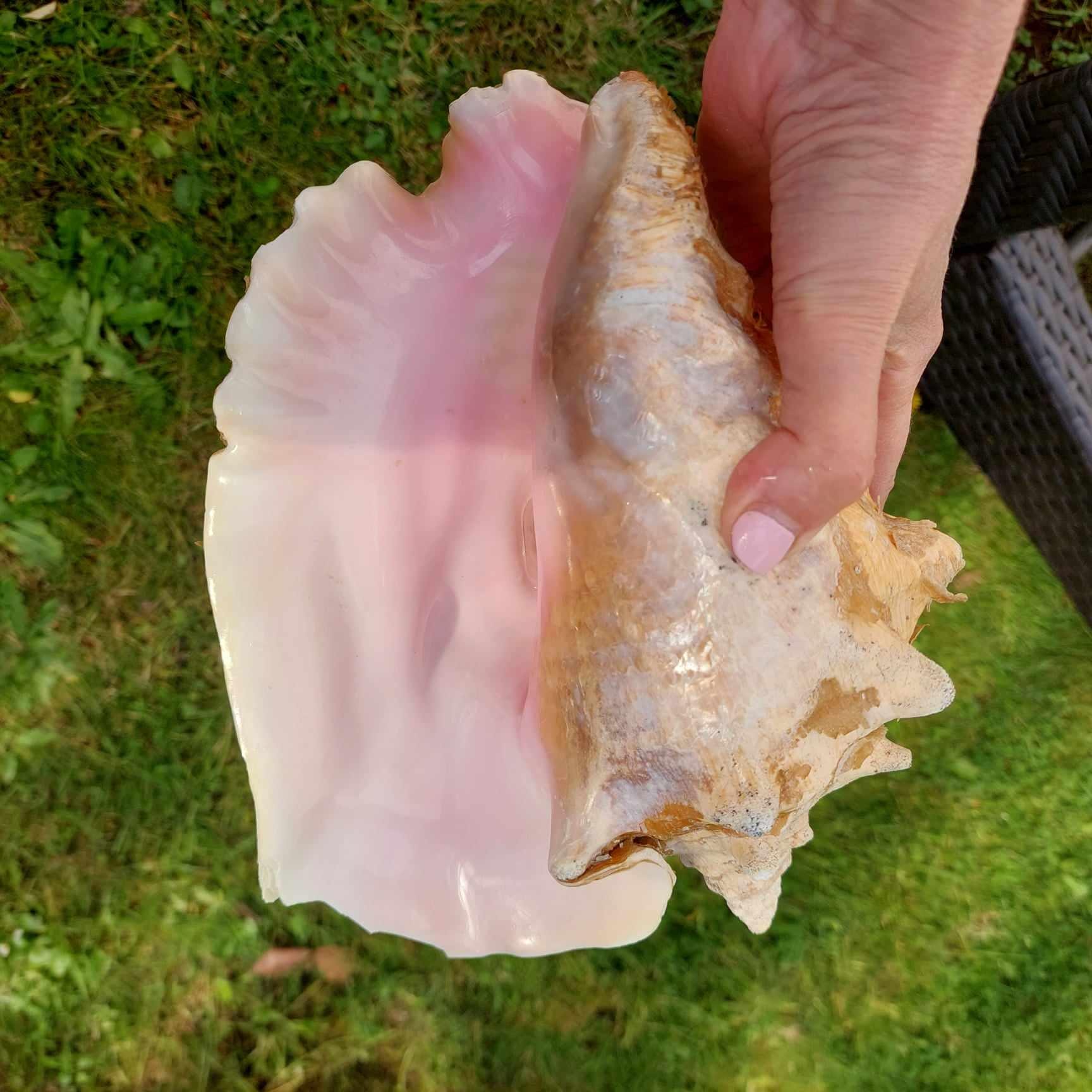 9 Inch Vintage Caribbean Conch Shell, Beach Decor - Etsy