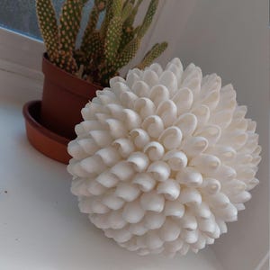 Könnte beinhalten: Eine weiße Kugel aus vielen kleinen, weißen Muscheln. Die Kugel liegt auf einer weißen Oberfläche.