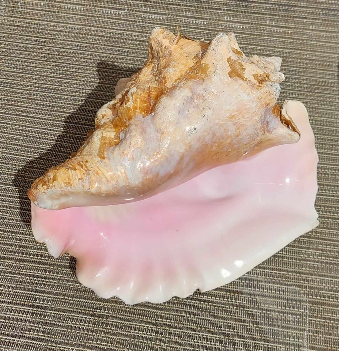 9 Inch Vintage Caribbean Conch Shell, Beach Decor - Etsy