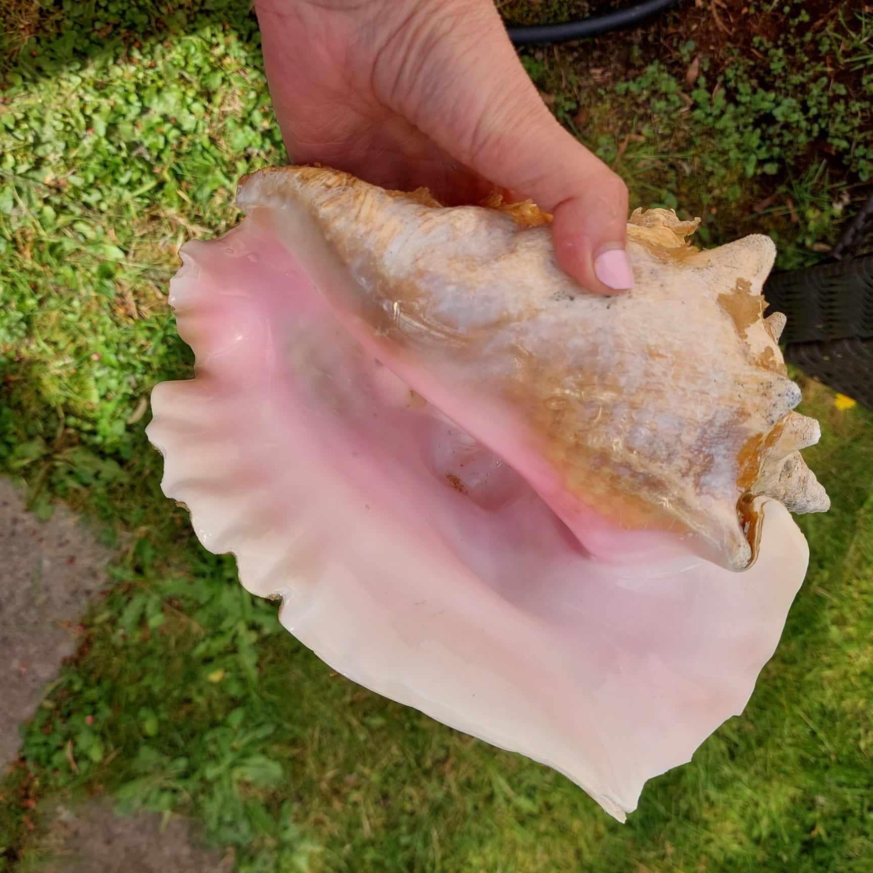 9 Inch Vintage Caribbean Conch Shell, Beach Decor - Etsy