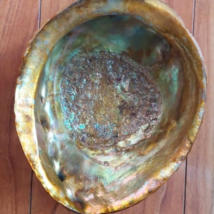 Red Abalone Shell, Vintage 1950&#39;s Large Natural Seashell 5.25 x 6.25 inches