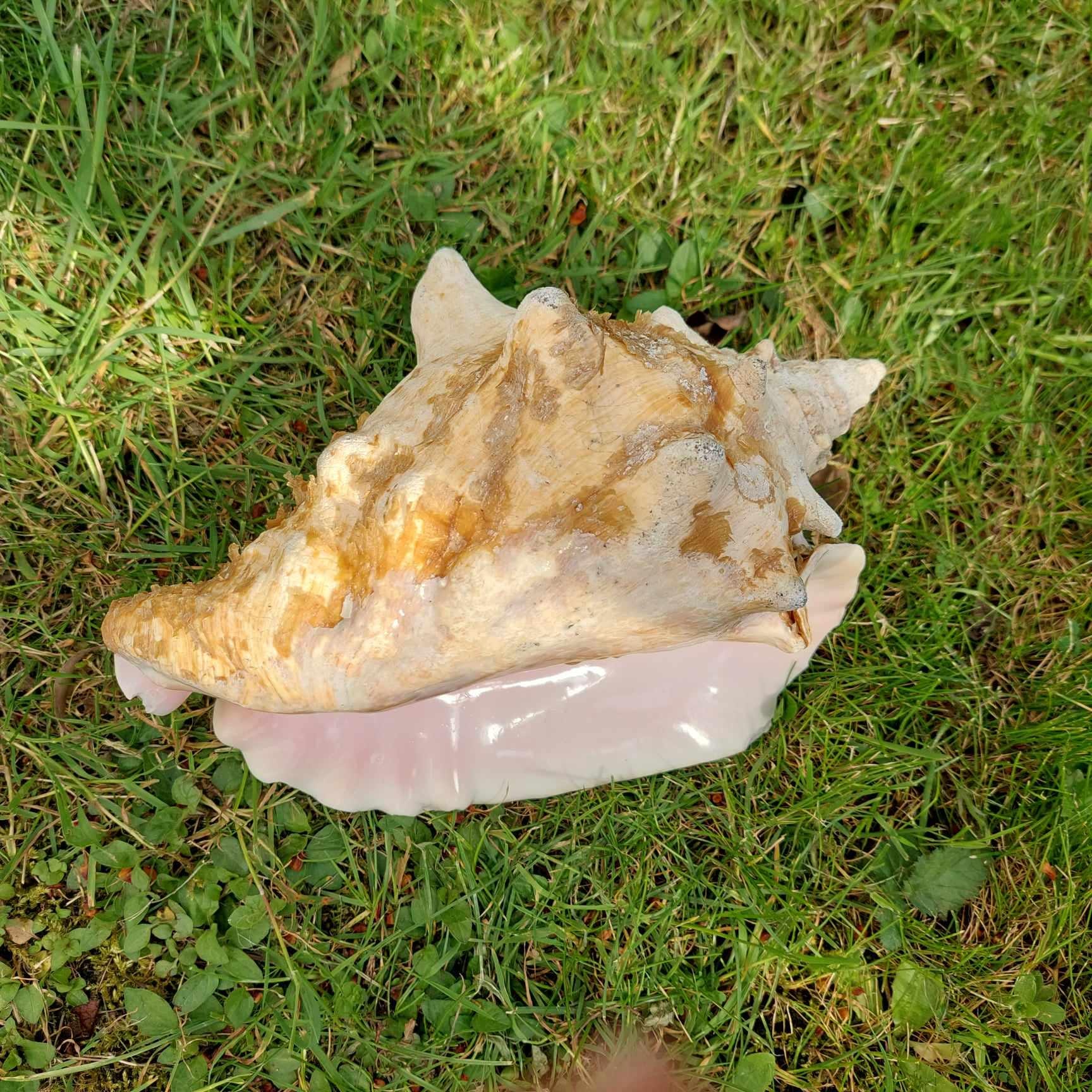 9 Inch Vintage Caribbean Conch Shell, Beach Decor - Etsy
