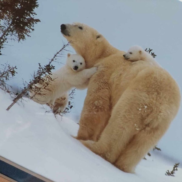 Polar Bear and Cubs Original Framed Photography, Signed