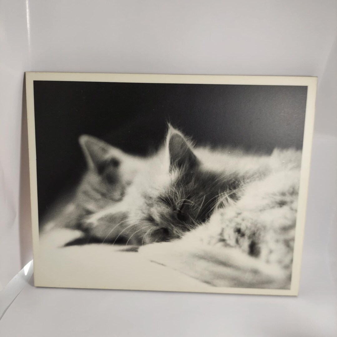 Vintage Kittens Sleeping Black and White Photo on Wood Block, 8 X 10 ...