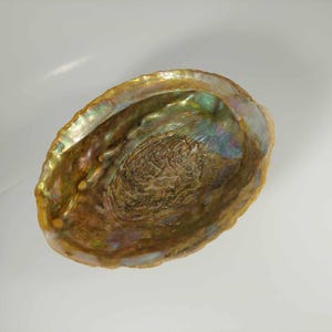Könnte beinhalten: Eine große, irisierende Abalone-Schale mit goldener Farbe und einem glatten, polierten Innenraum. Die Schale hat eine natürliche, organische Form und eine leicht raue Außenseite.