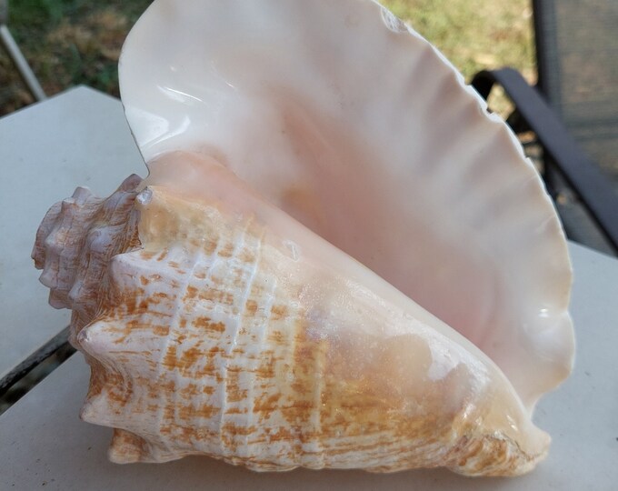 Vintage Caribbean Conch Shell, Beach Decor - Etsy