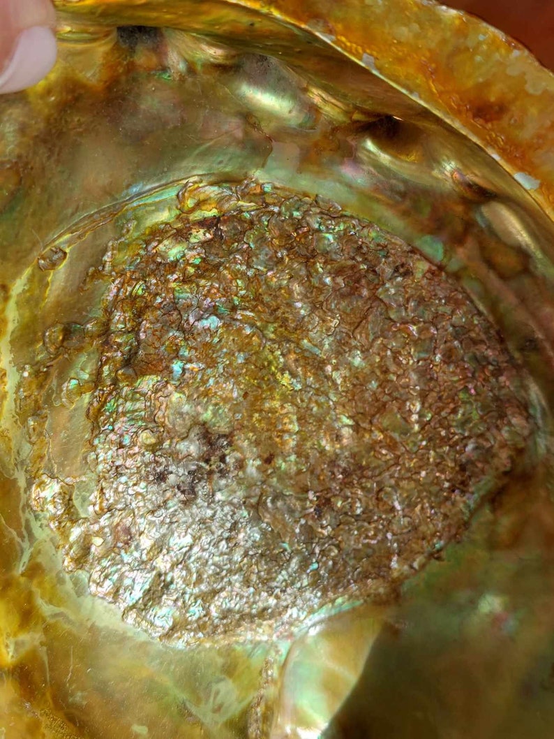 Red Abalone Shell, Vintage 1950's Large Natural Seashell 5.25 X 6.25 ...