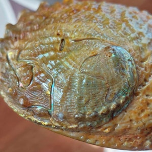 Red Abalone Shell, Vintage 1950's Large Natural Seashell 5.25 X 6.25 ...