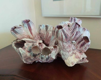 Large Vintage Barnacle Cluster Coral