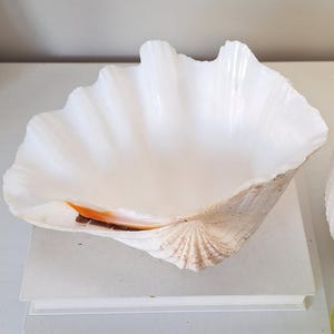Peut inclure: Un grand coquillage blanc ouvert avec un bord festonné et cannelé et un intérieur lisse. L'extérieur du coquillage présente une surface texturée et striée avec une coloration naturelle beige et brune, et une petite tache orange vif près du bord.