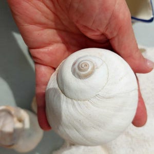 May include: A large, white, spiral-shaped seashell with a smooth, textured surface. The shell is held in a hand, showcasing its size and natural design. The shell's colour is a creamy white.