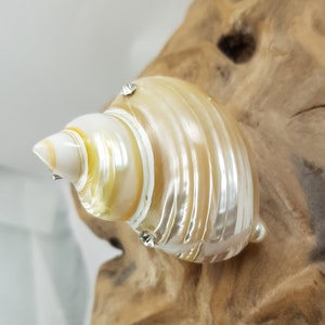 White Natural Turbo Shell Rhinestone Brooch