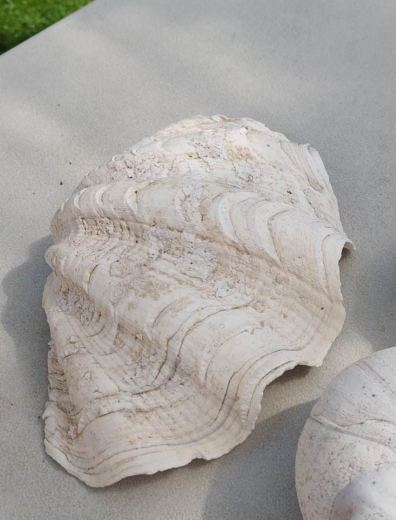 Small Patterned Ridged Shell Set of 3 Natural Sea Shells Beach Decor - Etsy