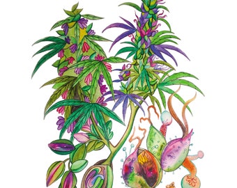 Canna Botanical Hemp Art Print 8X10in