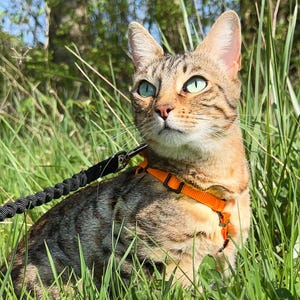 Może przedstawiać: Pręgowany kot z zielonymi oczami w pomarańczowej uprzęży i smyczy siedzi w wysokiej, zielonej trawie. Kot patrzy w górę, z nastawionymi uszami. Tło jest rozmyte, co sugeruje słoneczne otoczenie na zewnątrz.