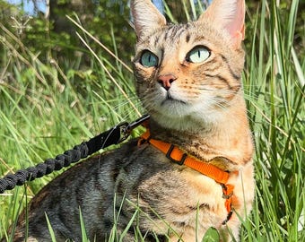 Ensemble Harnais anti-fuite avec Laisse anti-choc pour chat – Facile à enfiler, réglable et ultra-léger