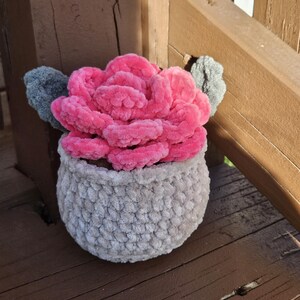 Pink Flower Pot