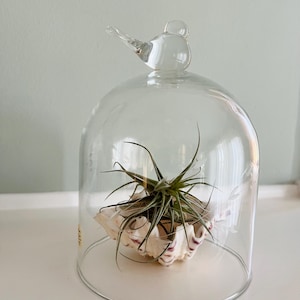 May include: A clear glass cloche with a bird-shaped handle, housing a small air plant in a seashell. The seashell has a white and purple striped pattern. The cloche sits on a white surface.