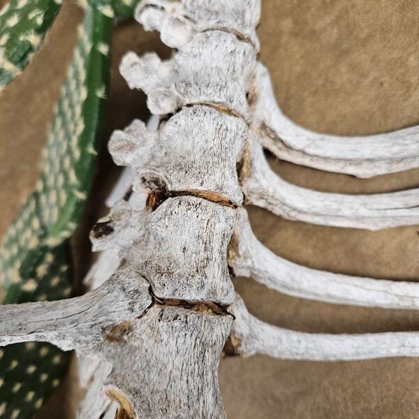 Sun dried cow spine with ribs animal bones taxidermy