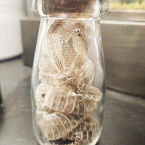 May include: A clear glass bottle with a cork stopper containing a coiled, translucent, and textured snake skin. The skin displays a detailed, repeating hexagonal scale pattern throughout its length, filling the interior of the glass container.
