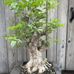Könnte beinhalten: Ein Bonsai-Baum mit einem dicken, knorrigen Stamm und grünen Blättern. Der Baum ist in einem braunen quadratischen Topf eingetopft. Der Topf hat die Nummer "1" auf dem Boden.
