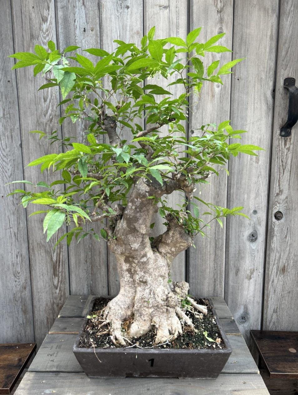 Castanea Mollissima ,Organic Chestnut Seeds, Fresh Raw Nuts, Fast Growth Blight Resistance. Zone 4-8. Great for Bonsai. Rootstock
