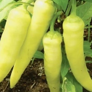 Sweet Banana Pepper Seeds | NON-GMO Pepper Seeds | Fresh Heirloom Garden Seeds | 25 Seeds