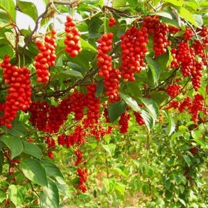 Schisandra Chinensis Vine Live Plant 2 Years Old