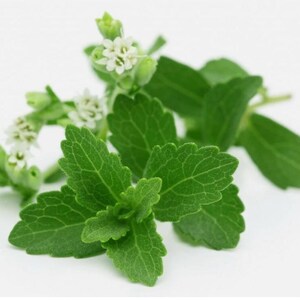400+ Stevia Rebaudiana Seeds (0.5g) Natural Sweetener Organic Non-Gmo Usa Seller