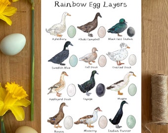 Rainbow Egg Layers Duck Art Print, Duck Art Print, Duck Eggs Art Print, Rainbow Eggs, Duck Art Print, Duck themed gift,