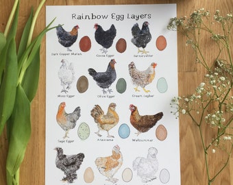 Rainbow Egg Layers Art Print, Chicken Art Print, Hen Art Print, Chicken Alphabet Art, Chicken Breeds Print
