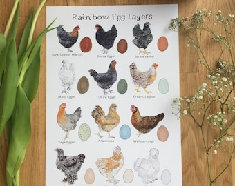 Rainbow Egg Layers Art Print, Chicken Art Print, Hen Art Print, Chicken Alphabet Art, Chicken Breeds Print